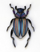 molotkova_beetle_3